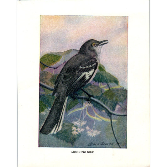 Mocking Bird Mockingbird 4.5x.6.25" Allan Brooks 1934 Bird Book Print AF1-BB