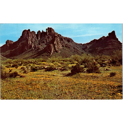 Spring Wildflowers Outwash Plains Ajo Mountains Arizona Vintage Postcard PE3