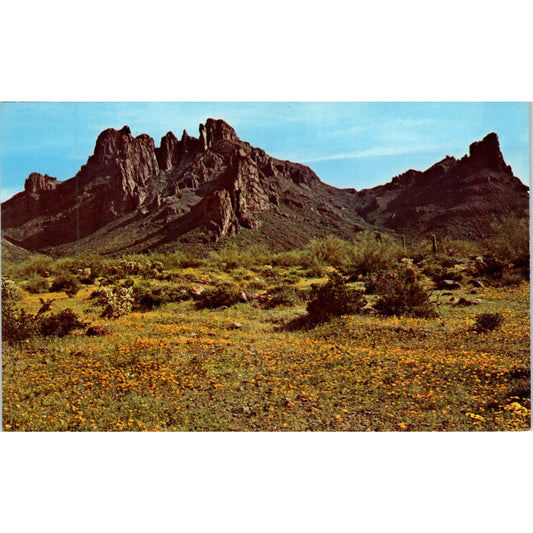 Spring Wildflowers Outwash Plains Ajo Mountains Arizona Vintage Postcard PE3