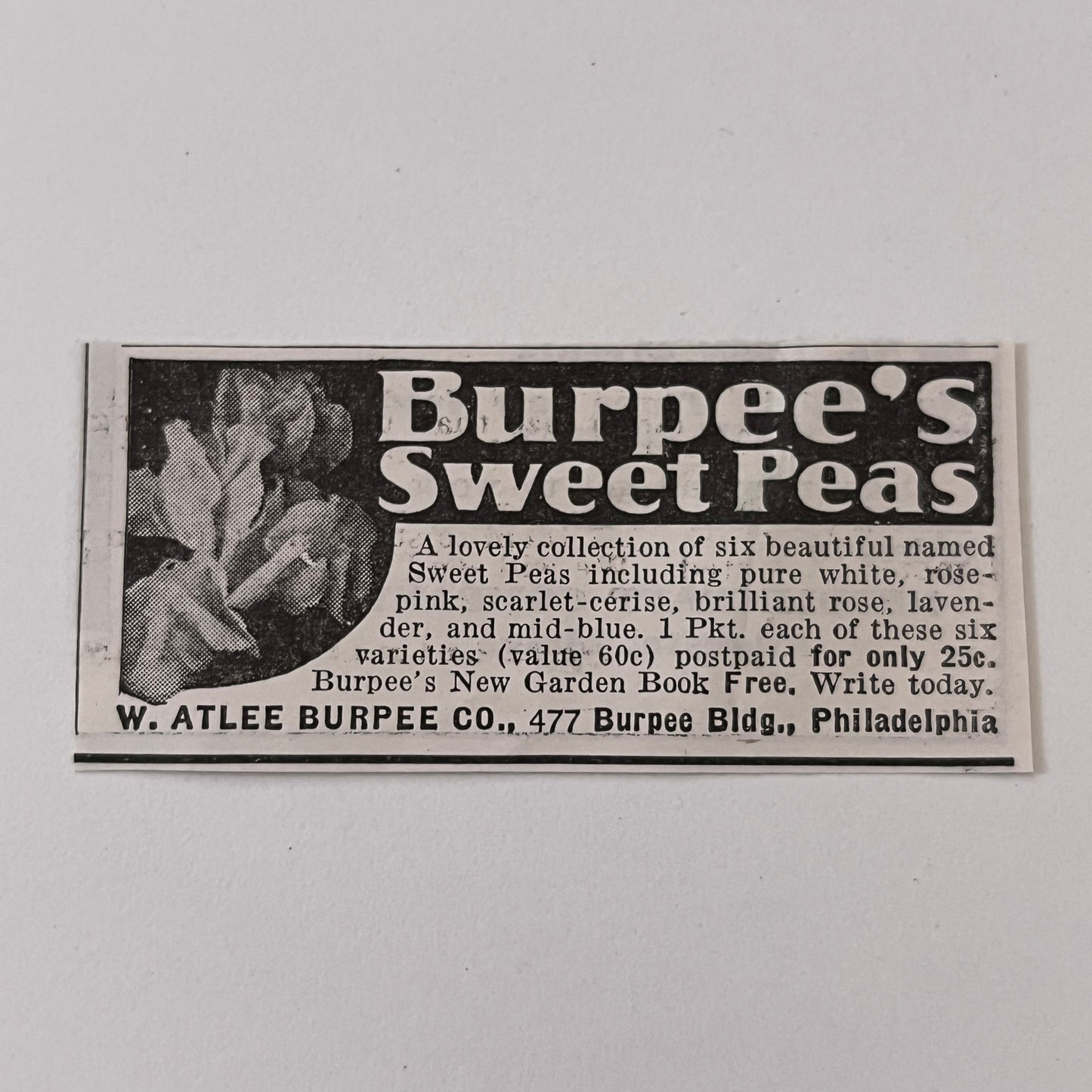 W. Atlee Burpee Co. Burpee's Sweet Peas Philadelphia PA 1936 Ad SAG4-M4