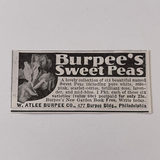 W. Atlee Burpee Co. Burpee's Sweet Peas Philadelphia PA 1936 Ad SAG4-M4
