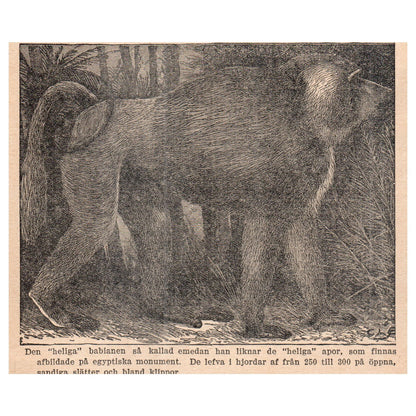 The "holy" baboon 1909 Swedish Engraving Print AF5-16