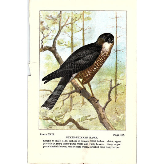 Sharp-Shinned Hawk Bird 1901 Original Color Engraving Plate AF3-12