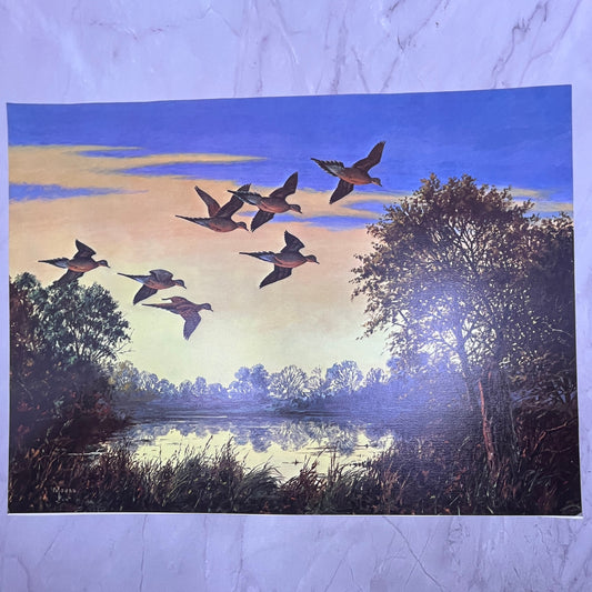 Ducks Flying at Sunset - Maas Lithograph 12x16" Art Print V22