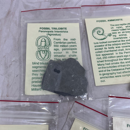 Set 11 Real Fossil Specimens w/ Identification Cards Pelecypod Dinosaur Bone TG7