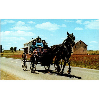 Amish Girls in Horse & Buggy Pennsylvania Dutch Country Postcard PD8