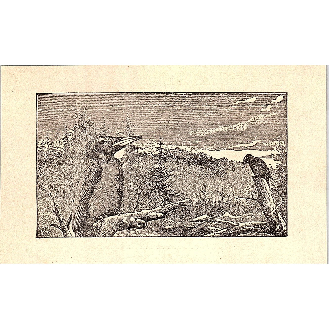 Two Woodpeckers Birds Forest Scene 1902 Engraving Plate AF4-M1