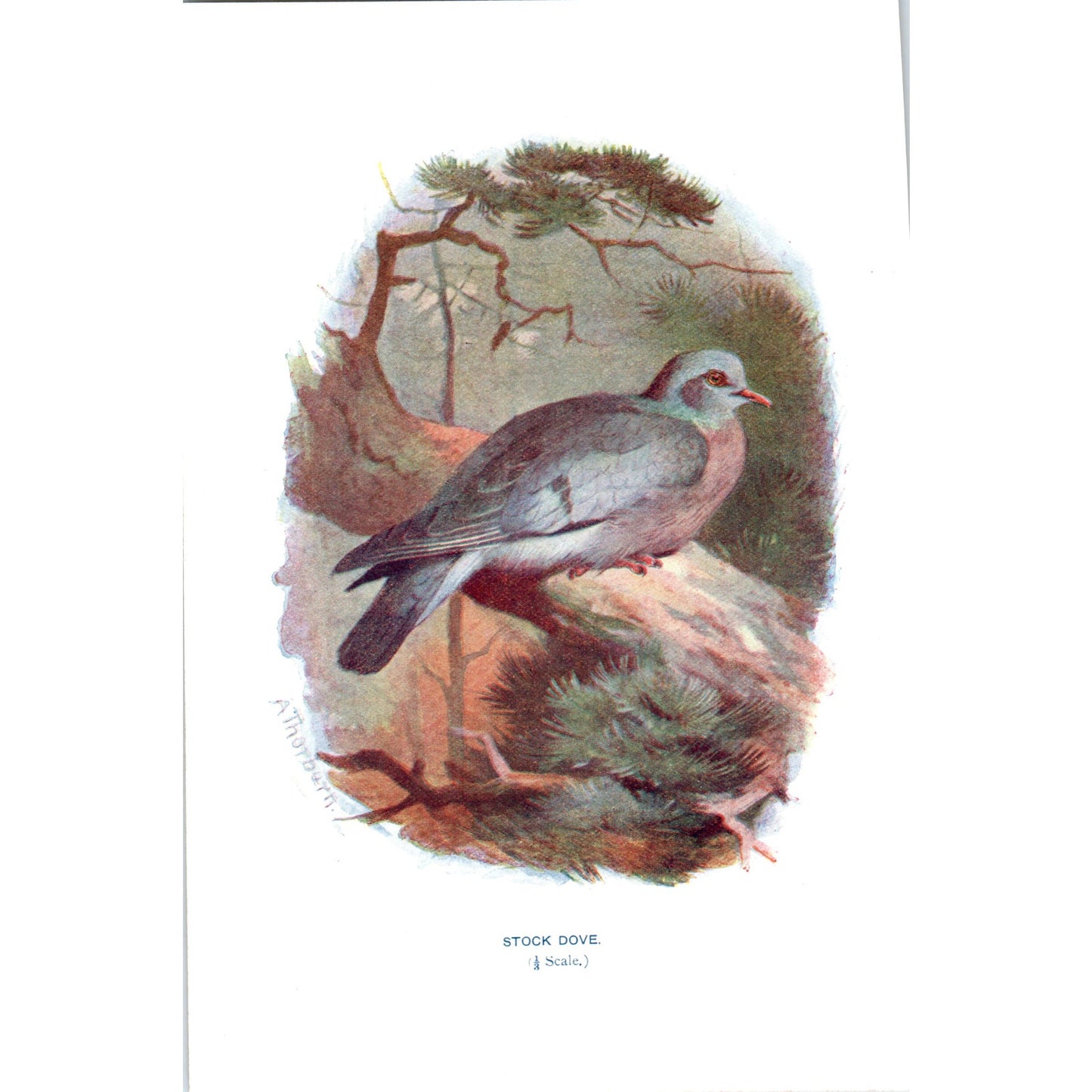 Stock Dove Bird 1903 Original Color Engraving Plate Print AD8-B6