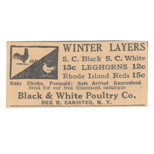 Black & White Poultry Co Leghorns Canisteo NY 1922 Magazine Ad AF2-T6