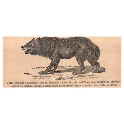 Wolf living in the Rocky Mountains 1909 Swedish Engraving Print AF5-M4