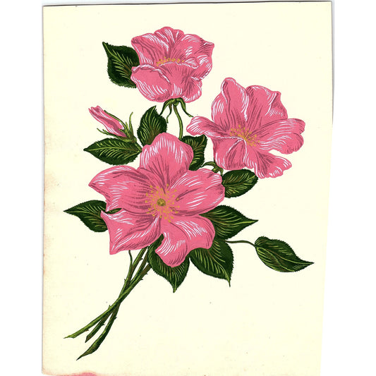 1940s Original Sketch of a Pink Wild Rose Bouquet Winifred Schutsky D26-8