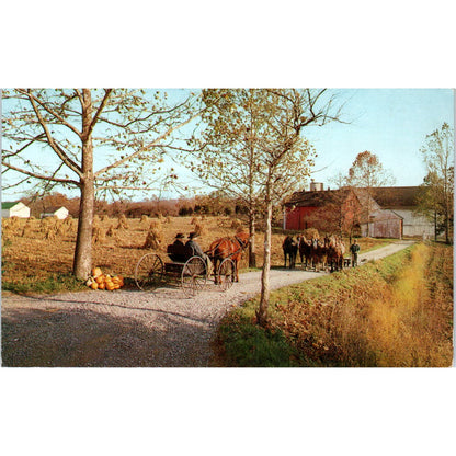 Amish Horse and Buggy Country Pennsylvania Dutch Country Postcard PD7