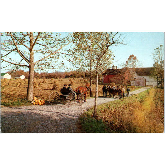 Amish Horse and Buggy Country Pennsylvania Dutch Country Postcard PD7