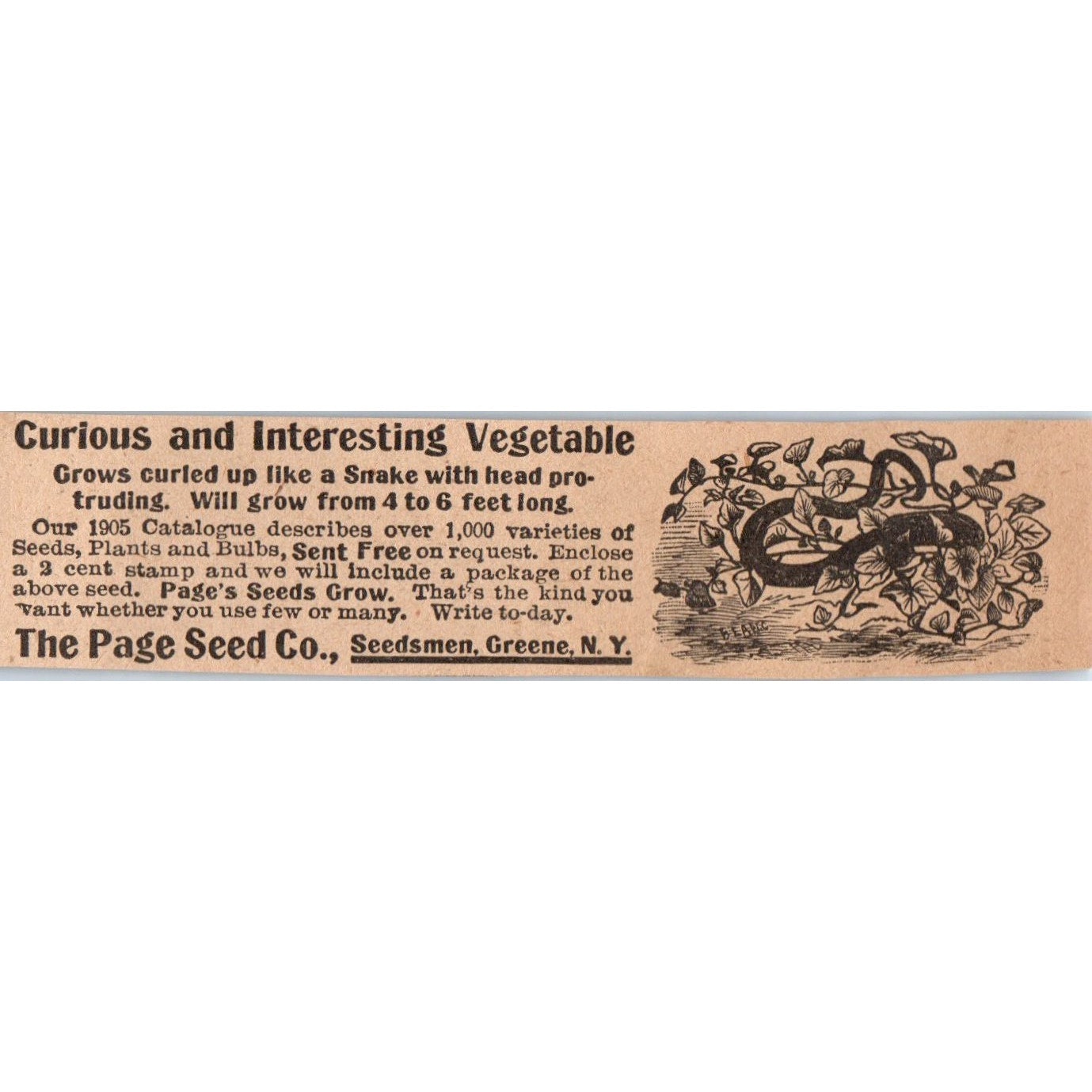 The Page Seed Co Seedsmen Greene NY 1905 Magazine Ad AF1-NH3