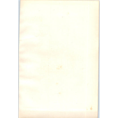 Partridge Bird 1903 Original Color Engraving Plate Print AD8-B8