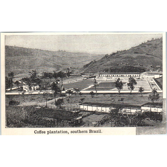 Coffee Plantation in Southern Brazil 1901 Engraving AF2-O2