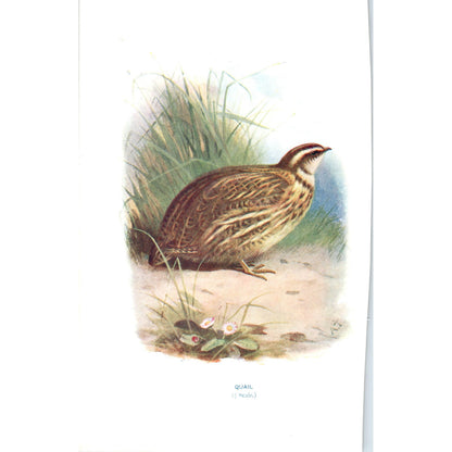 Quail Bird 1903 Original Color Engraving Plate Print AD8-B3