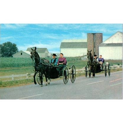 Two Amish Courting Buggies Pennsylvania Dutch Country Postcard PD7