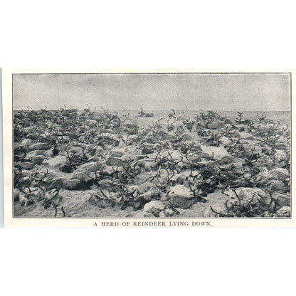 A Herd of Reindeer Lying Down 1897 Victorian Photo AE9-TS4