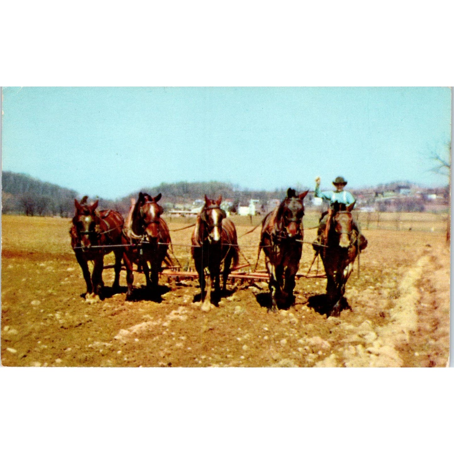 Spring Plowing Amish Farm Lancaster Pennsylvania Dutch Country Postcard PD8