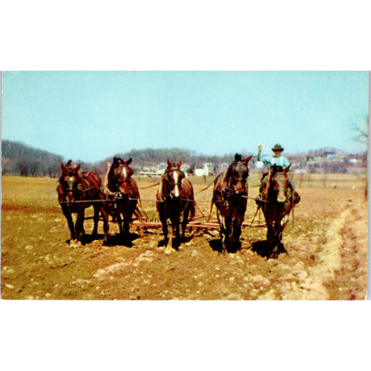 Spring Plowing Amish Farm Lancaster Pennsylvania Dutch Country Postcard PD8