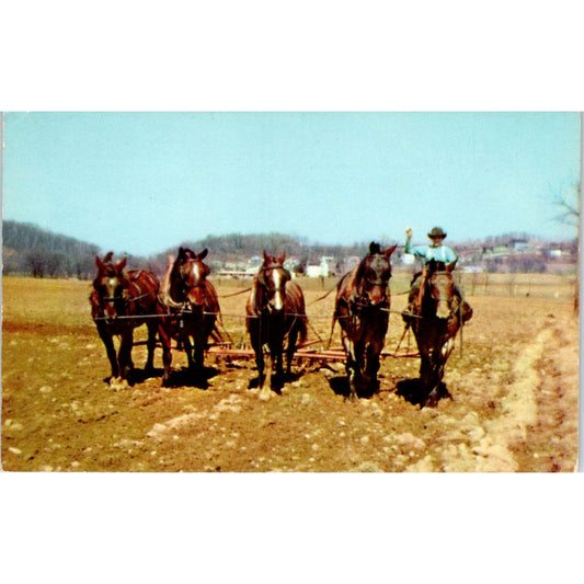 Spring Plowing Amish Farm Lancaster Pennsylvania Dutch Country Postcard PD8