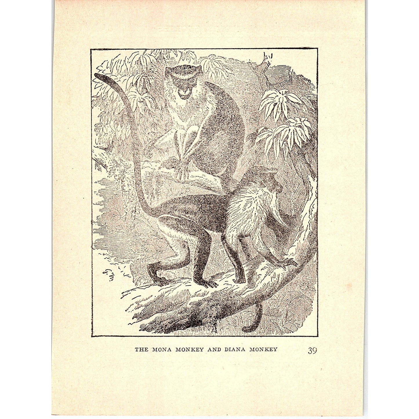 The Mona Monkey and Diana Monkey 1902 Engraving Plate AF4-H4