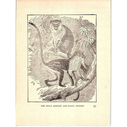 The Mona Monkey and Diana Monkey 1902 Engraving Plate AF4-H4