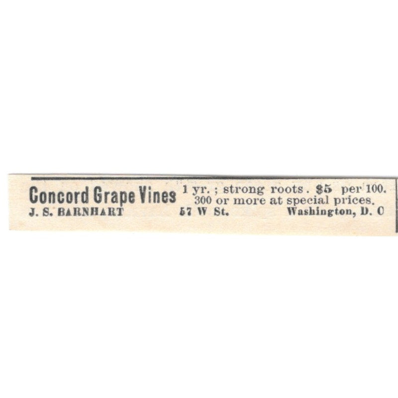 J.S. Barnhart Concord Grape Vines Washington DC 1924 Ad AG3-S7