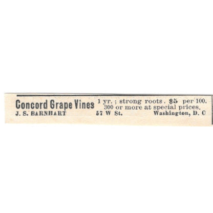 J.S. Barnhart Concord Grape Vines Washington DC 1924 Ad AG3-S7