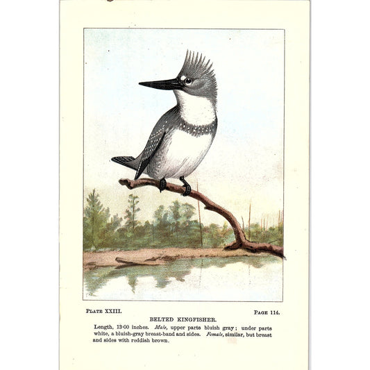 Belted Kingfisher Bird 1901 Original Color Engraving Plate AF3-12