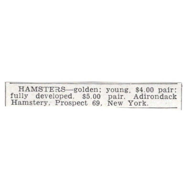 Golden Hamsters - Adirondack Hamstery Prospect NY 1955 Ad AG1-S3