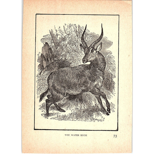 The Water Buck 1902 Engraving Plate AF4-H4