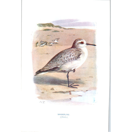 Sanderling Bird 1903 Original Color Engraving Plate Print AD8-B2