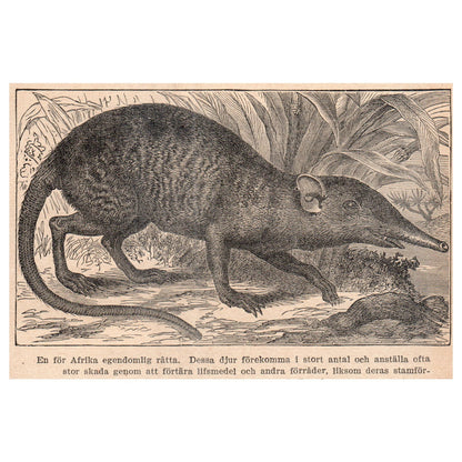 Hispaniolan solenodon African Rat 1909 Swedish Engraving Print AF5-15