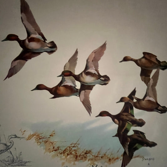 Green Winged Teal Ducks - Sweney 13x15" Art Print FL1