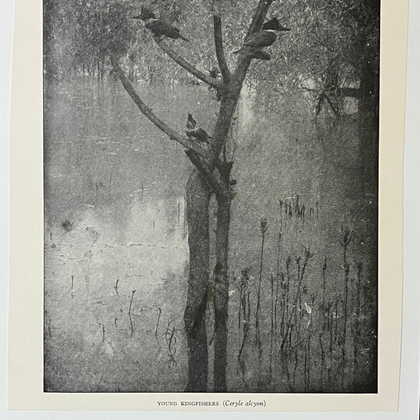 Antique Illustration Young Kingfishers Ceryle Alcyon 6x9 Art Print V2
