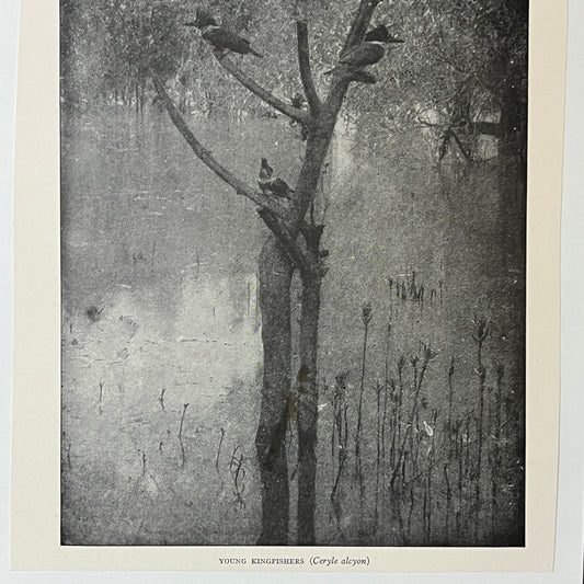 Antique Illustration Young Kingfishers Ceryle Alcyon 6x9 Art Print V2