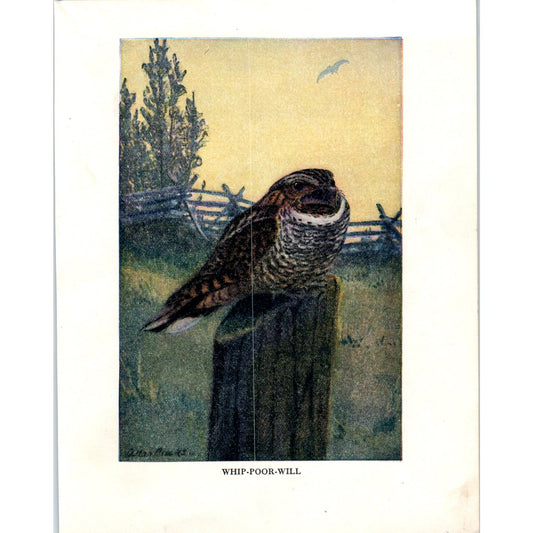 Whip-Poor-Will Whippoorwill 4.5x.6.25" Allan Brooks 1934 Bird Book Print AF1-BB