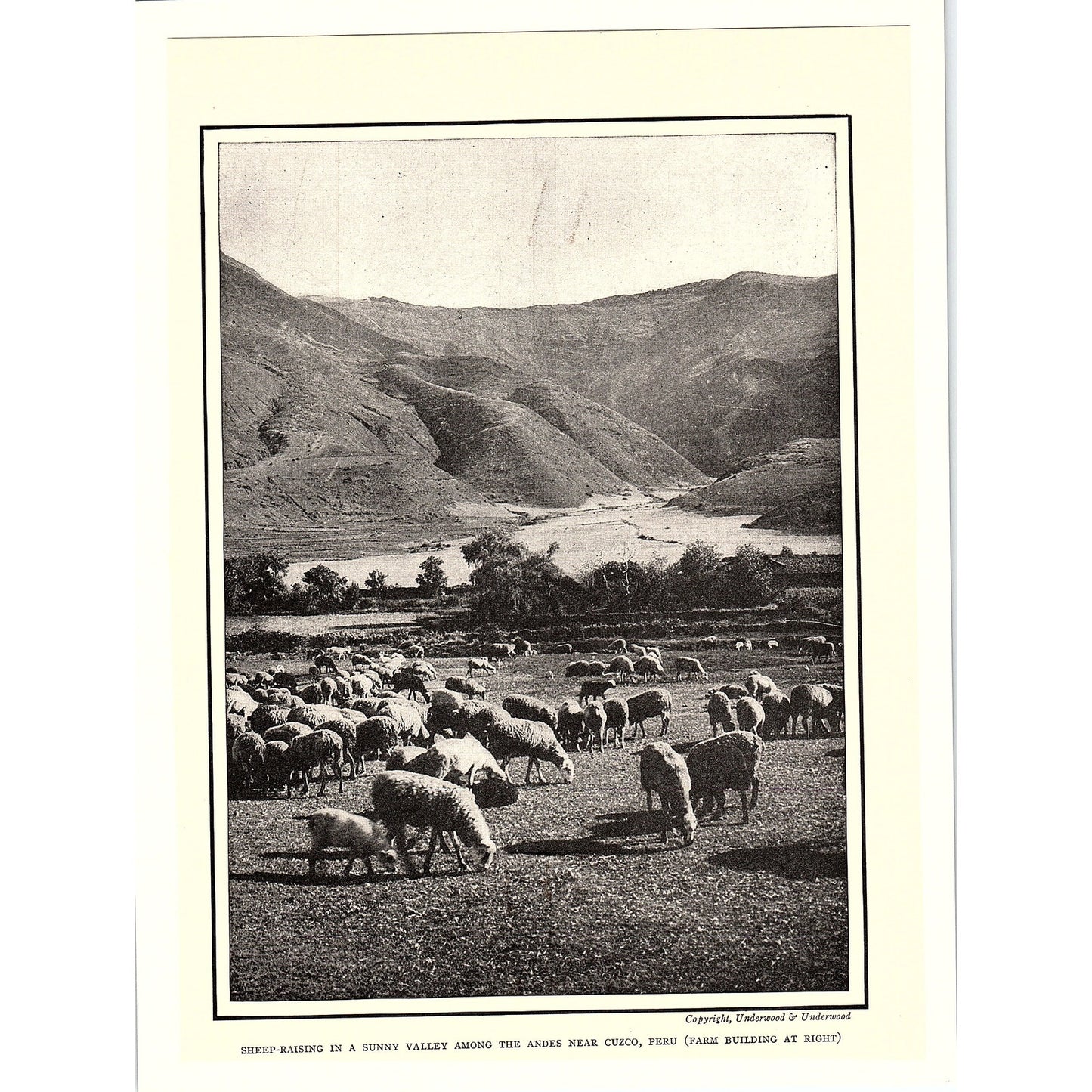 Sheep Raising in a Valley in the Andes Near Cuzco Peru Antique Art Print 6x9 V4