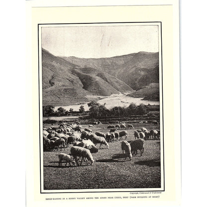 Sheep Raising in a Valley in the Andes Near Cuzco Peru Antique Art Print 6x9 V4
