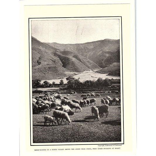 Sheep Raising in a Valley in the Andes Near Cuzco Peru Antique Art Print 6x9 V4