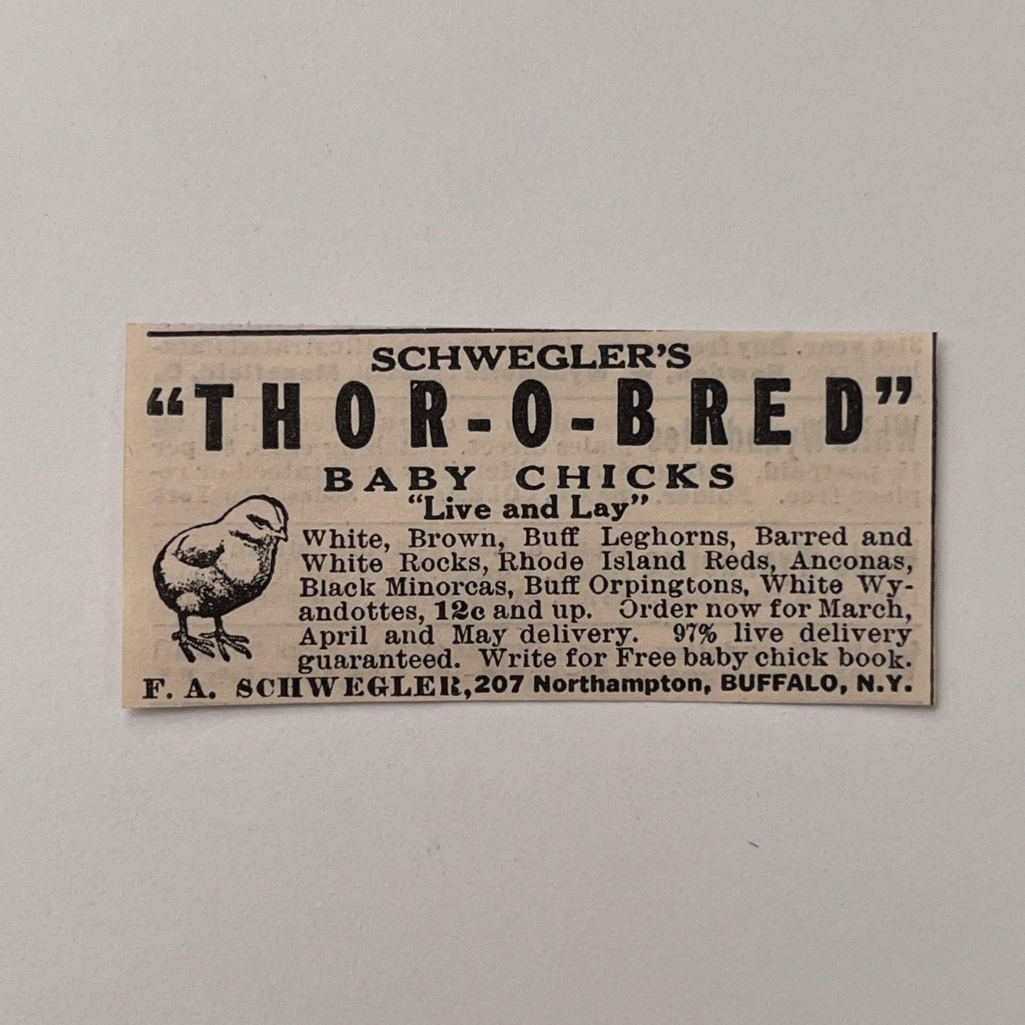 F.A. Schweigler Baby Chicks Buffalo NY 1924 Ad AG3-S3