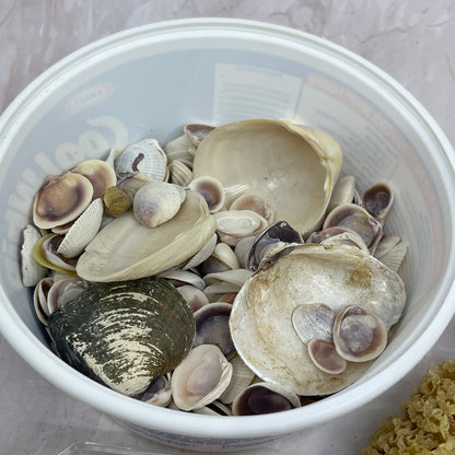 Huge Lot of Assorted Sea Shells Seashells TG7