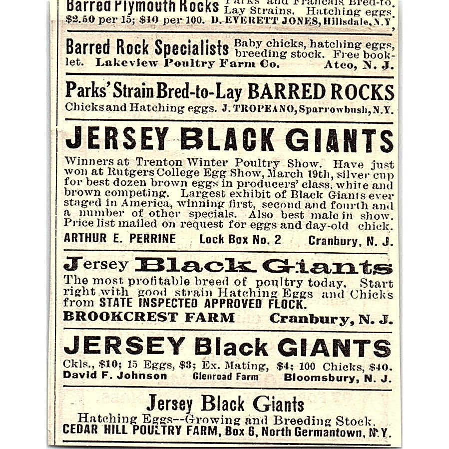 Lord Farms Leghorns Methuen MA 1924 Ad AG3-S16