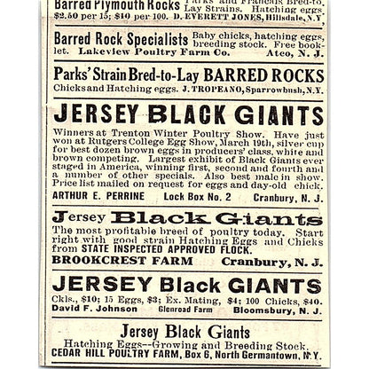 Lord Farms Leghorns Methuen MA 1924 Ad AG3-S16