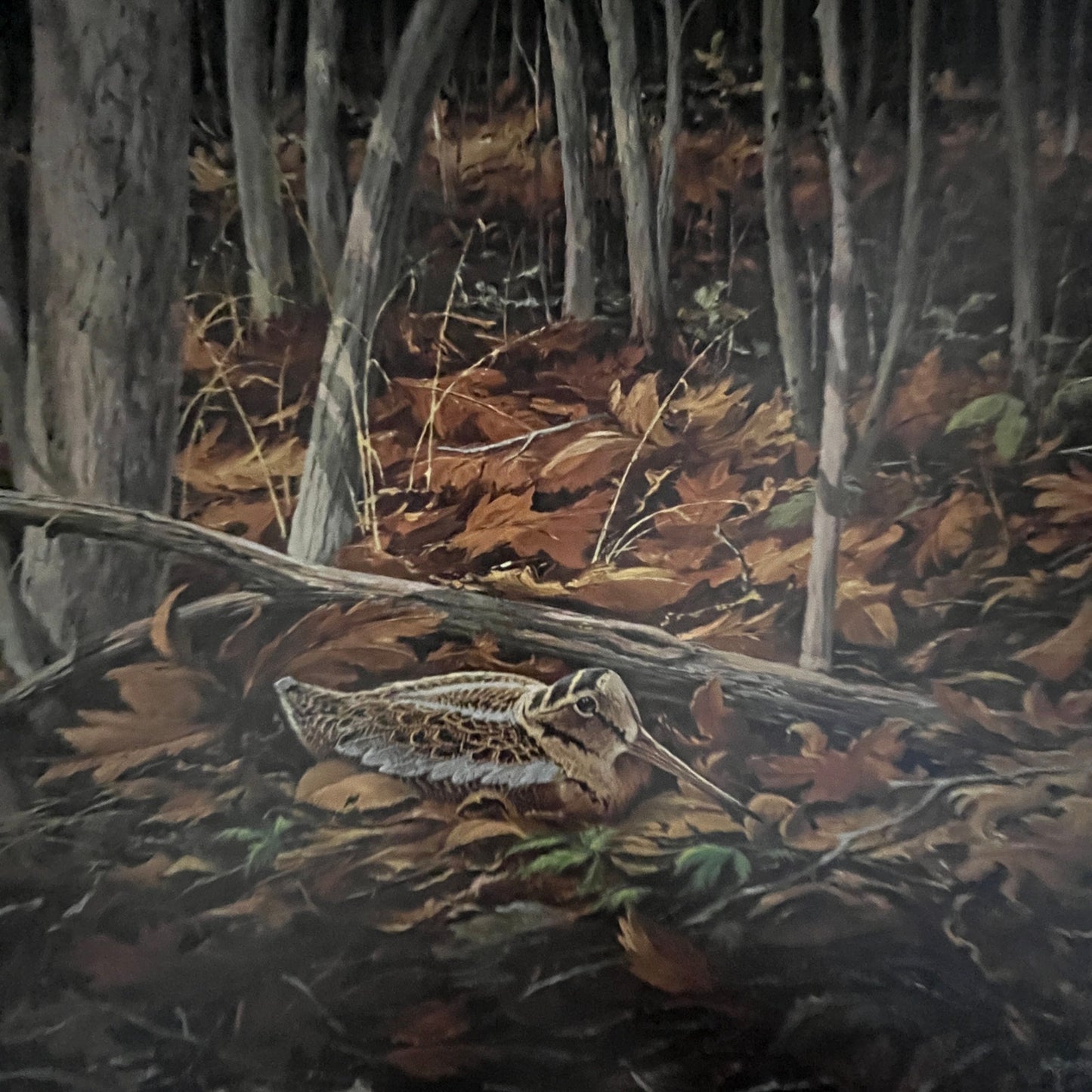 Early Brood Woodcock Young - Maass 12x16" Art Print FL1