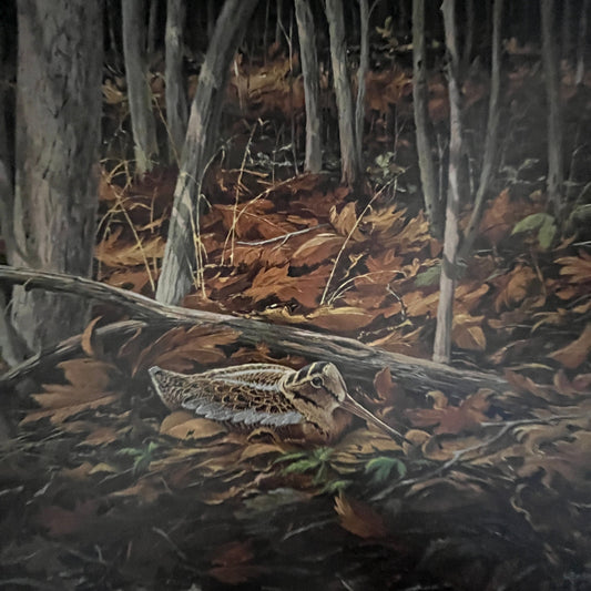 Early Brood Woodcock Young - Maass 12x16" Art Print FL1
