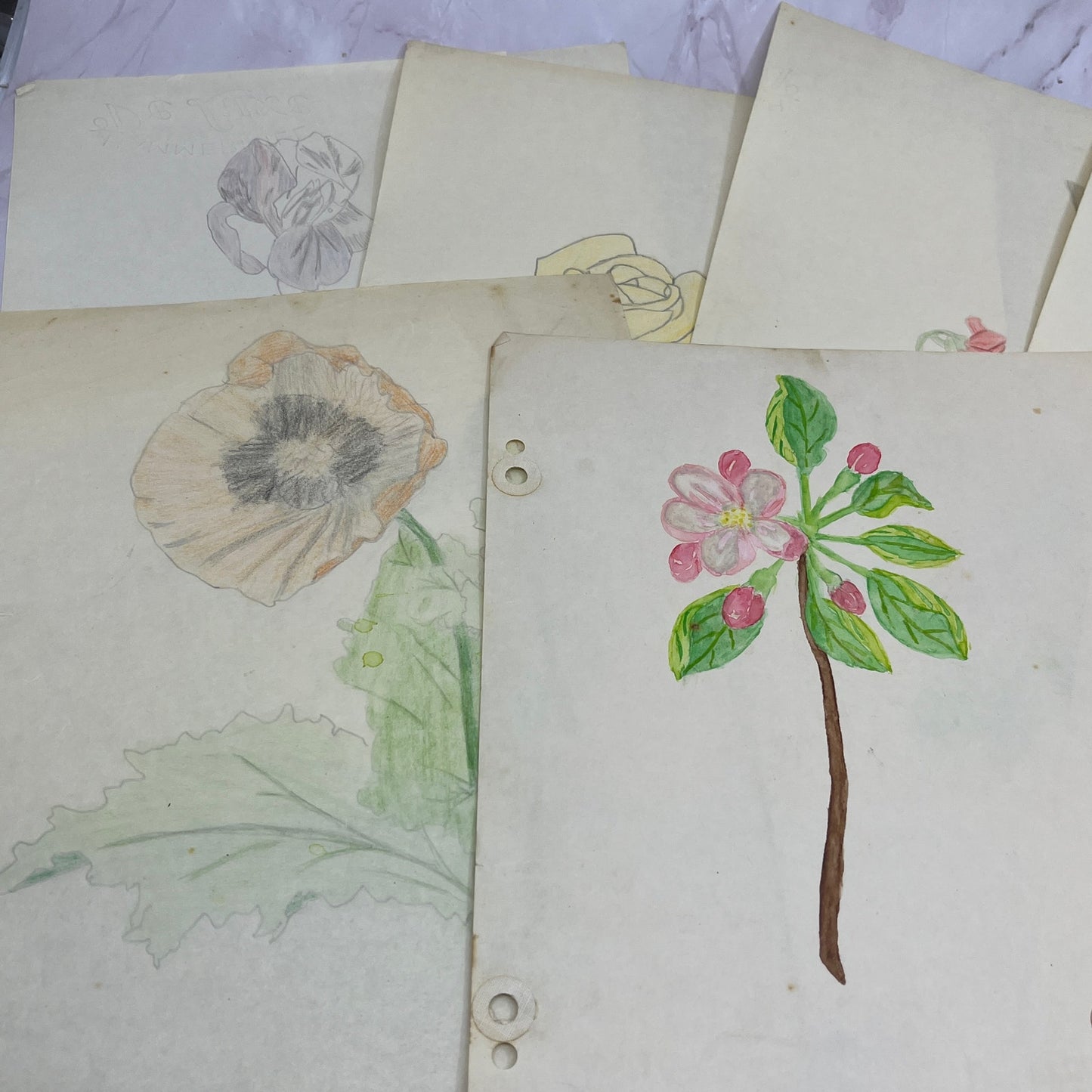 1940s Lot Flower Floral Sketches & Studies Winifred Schutsky Pratt Institute TC5