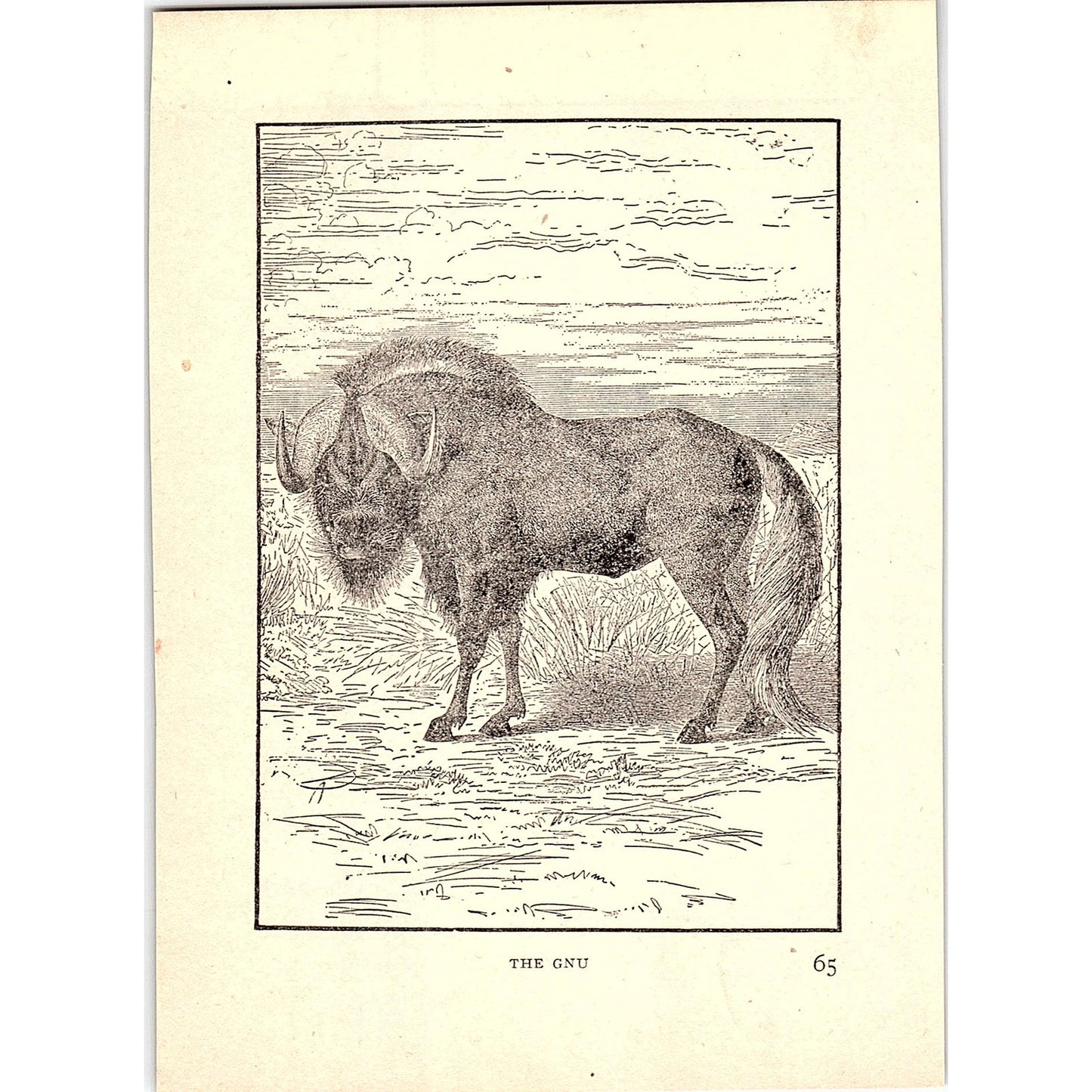 The Gnu 1902 Engraving Plate AF4-H4